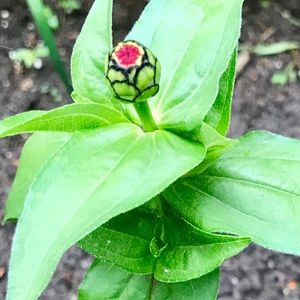 Meet your Posher, Joan